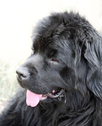 Newfoundland dog owned by Dwight Drenckpohl owner of Custom Patterns